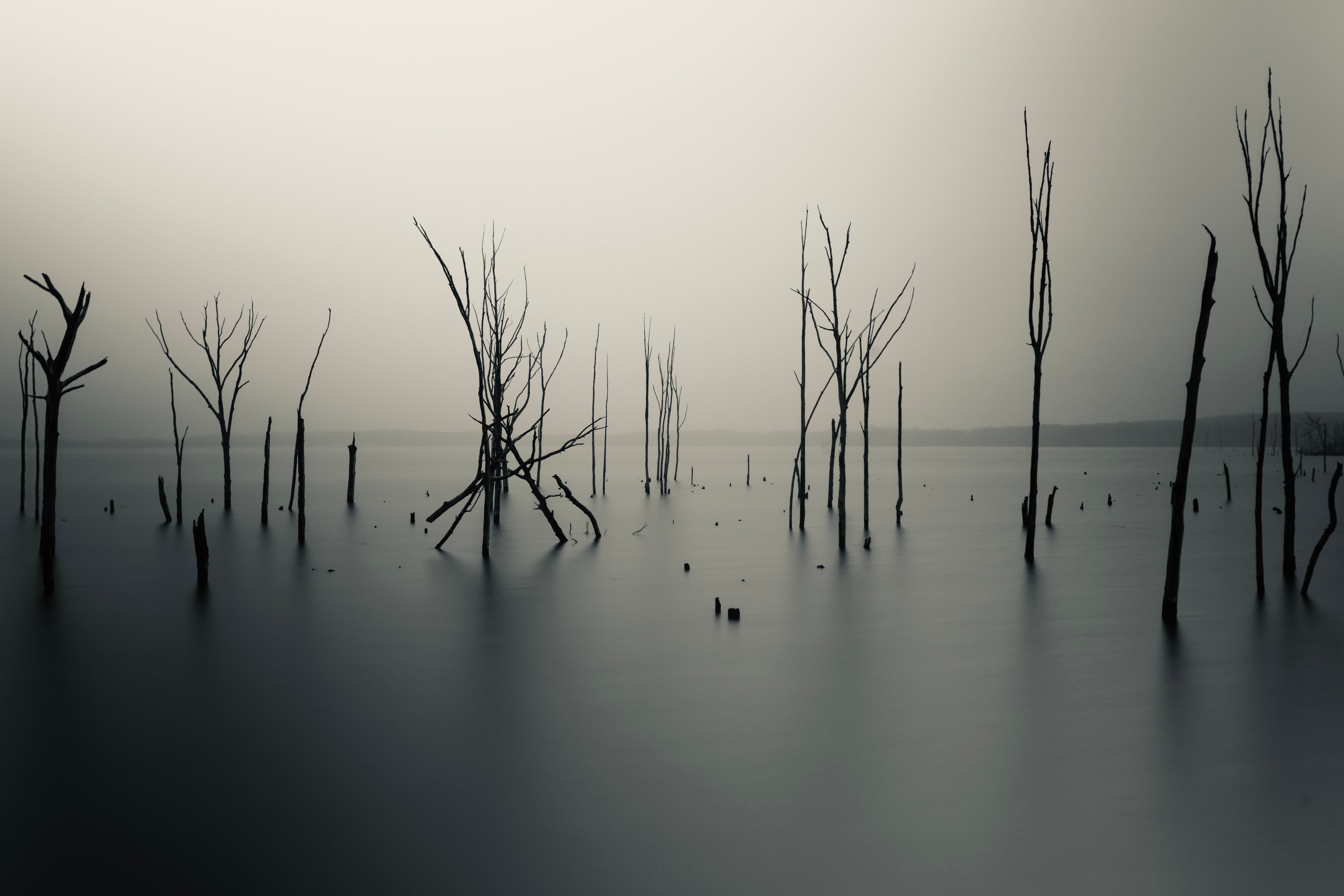Dead trees rising from a flooded landscape in eerie calm