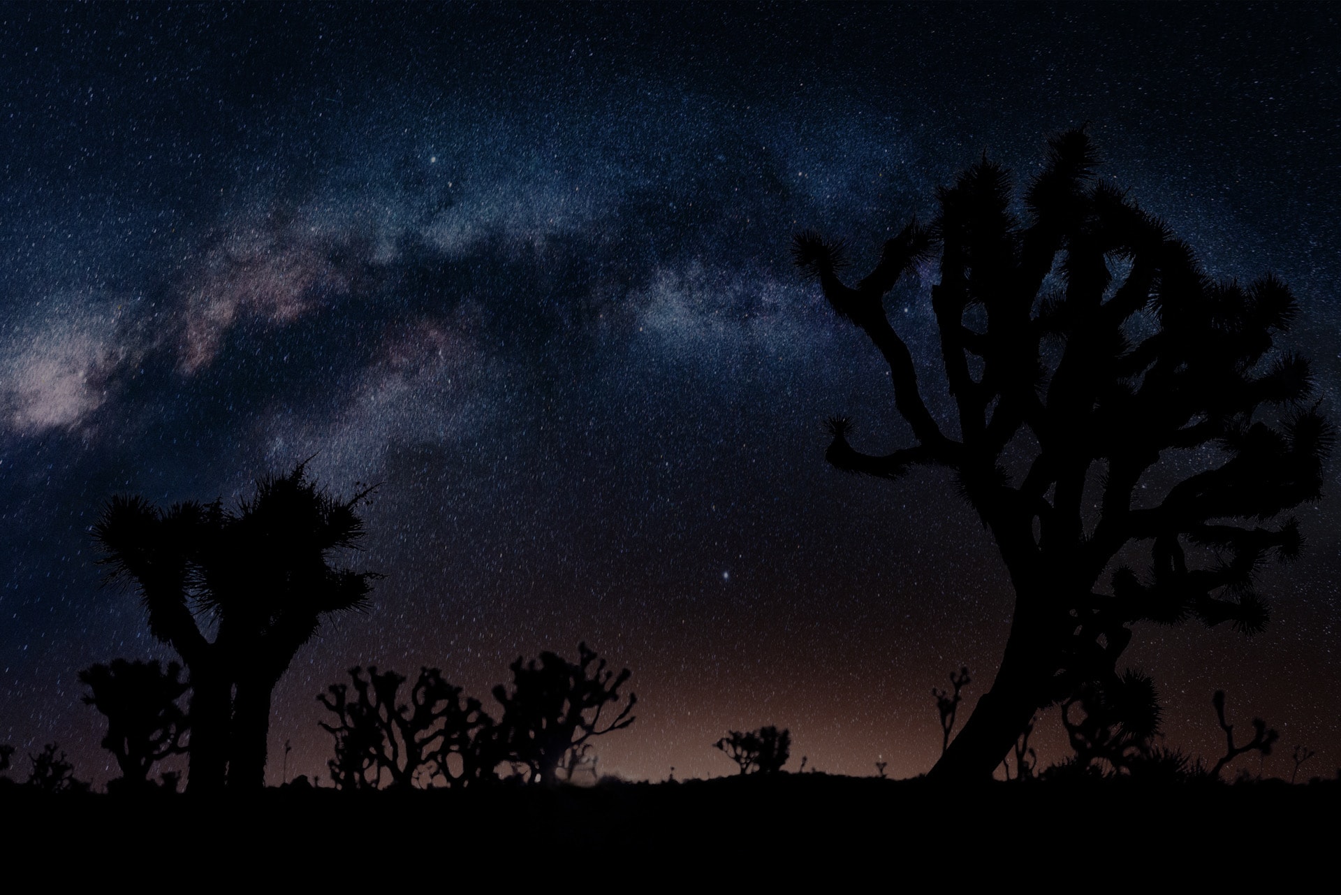 Joshua tree silhouettes against the Milky Way arching across a deep blue starry night sky with warm horizon glow