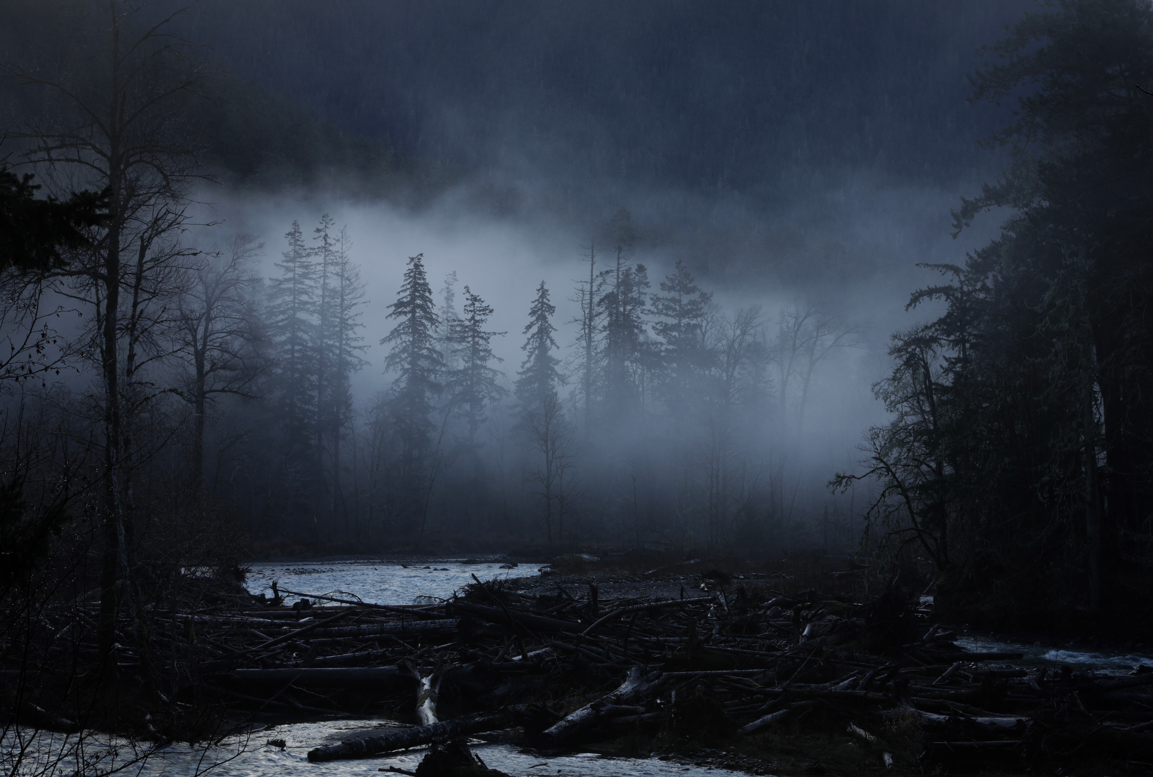 Dark moody forest with fallen logs and mist rolling through tall evergreen trees