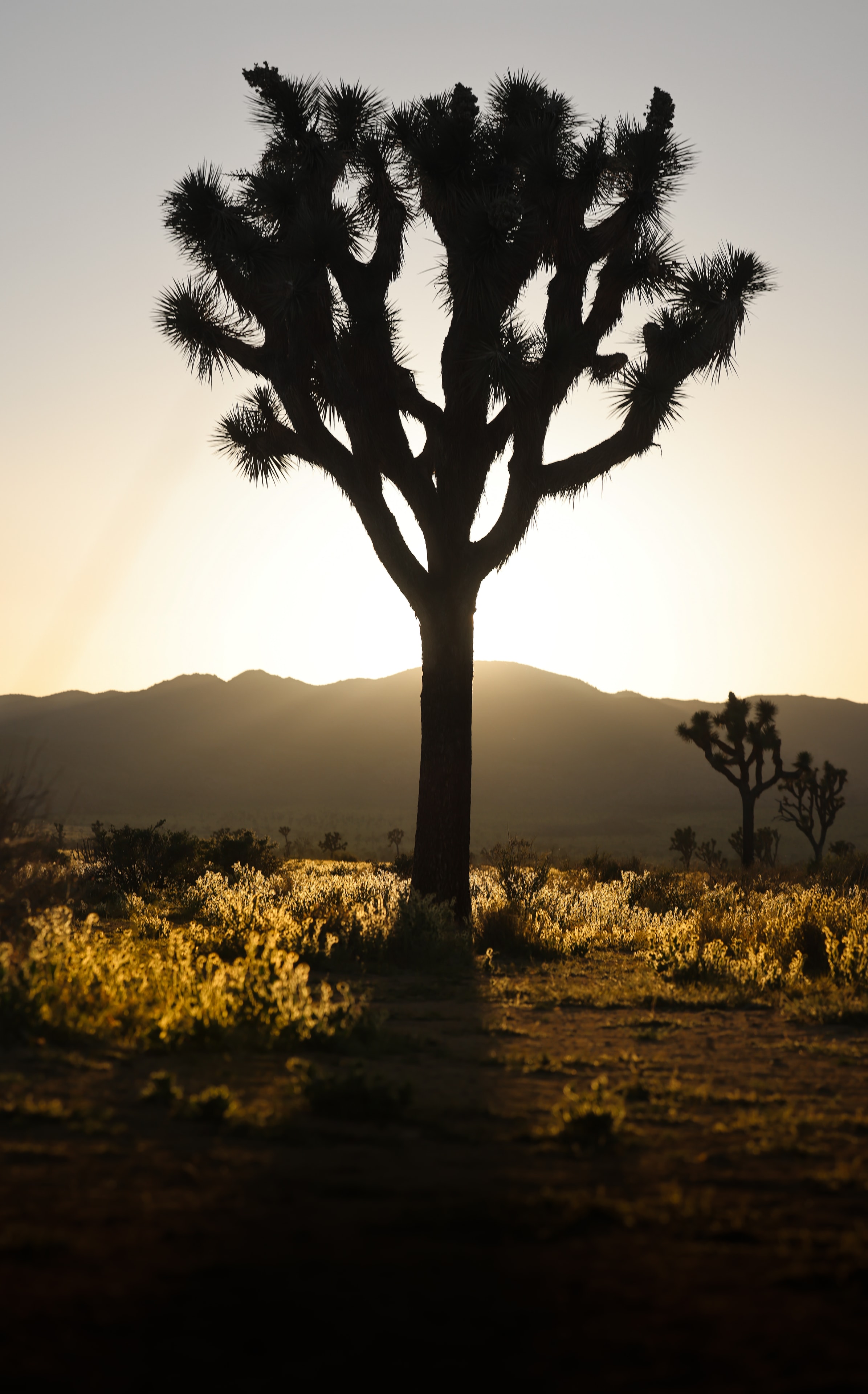 Single Joshua tree silhouetted against a blazing golden sunset with mountain backdrop