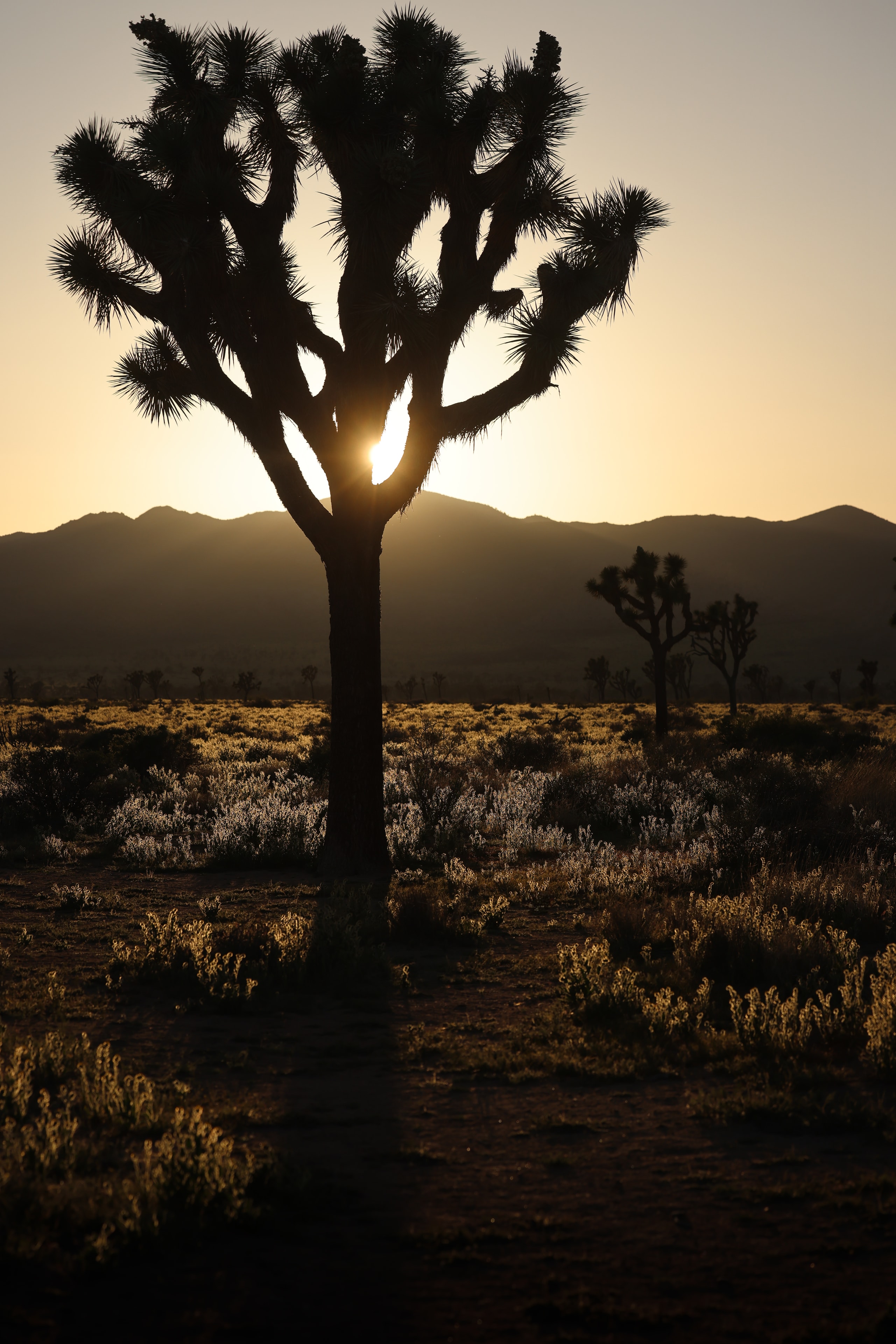 Joshua tree backlit by golden sunset light with desert scrub glowing in the foreground