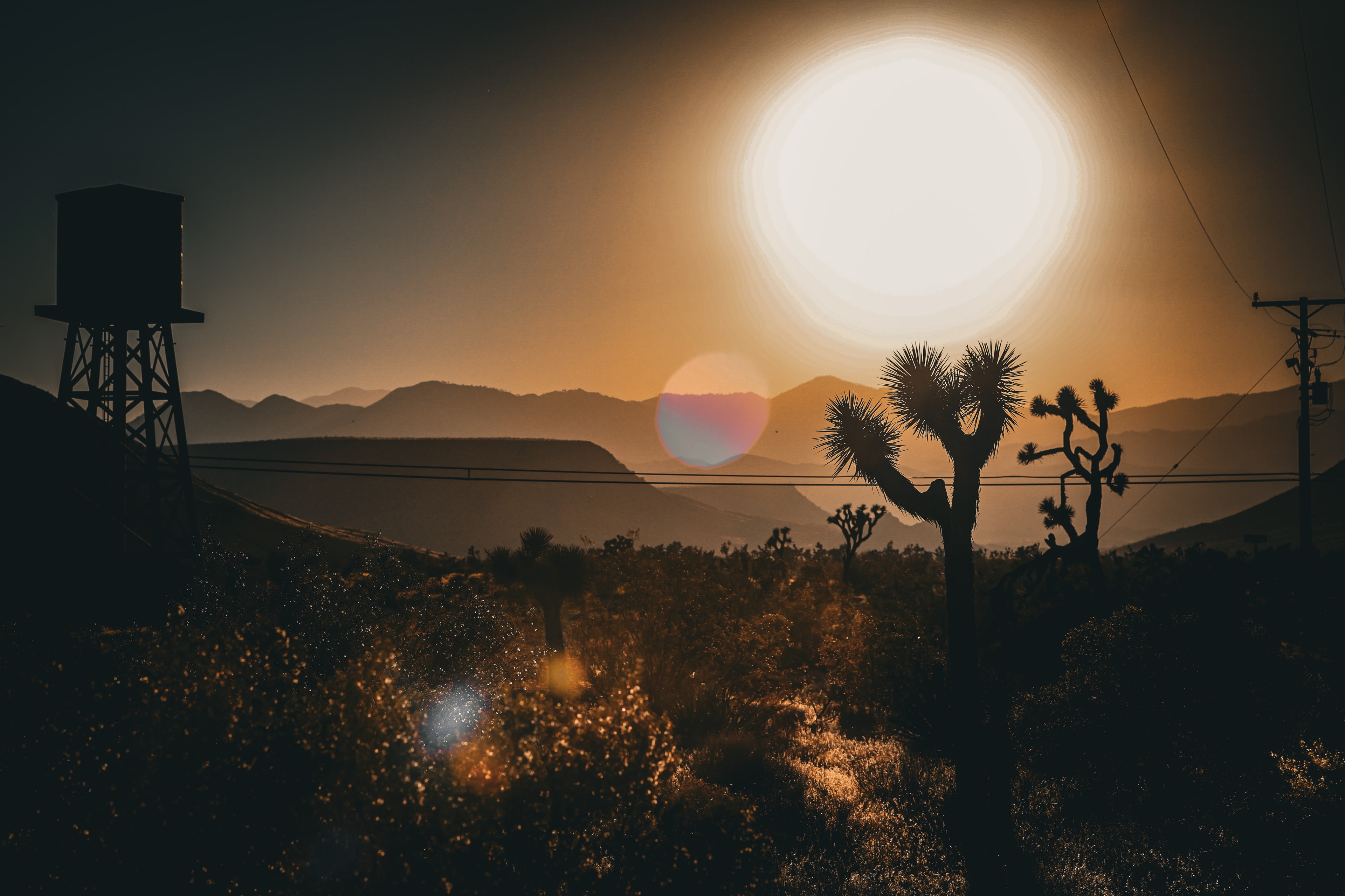 Joshua tree silhouette with blazing golden sun and water tower at dusk