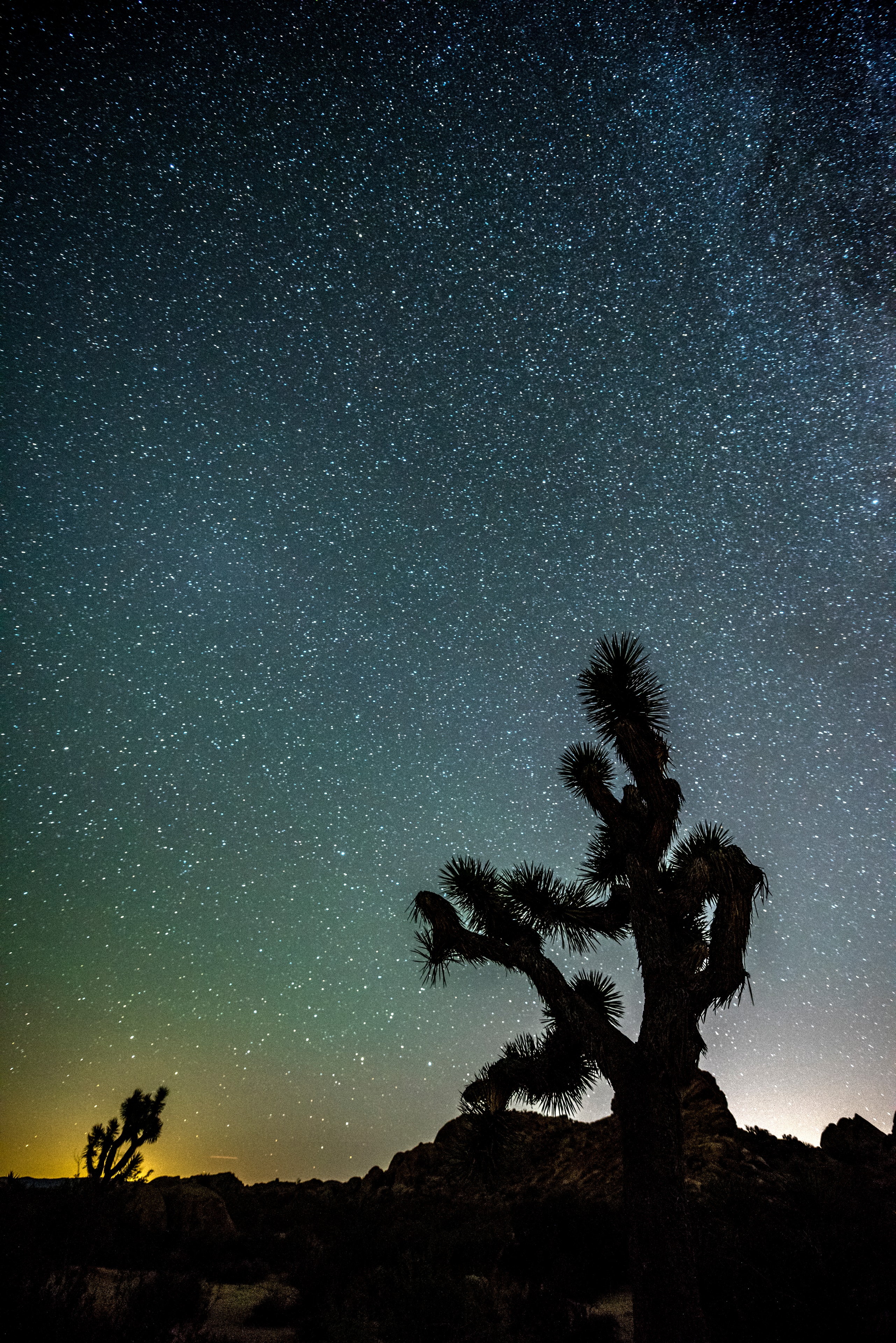 Joshua Tree