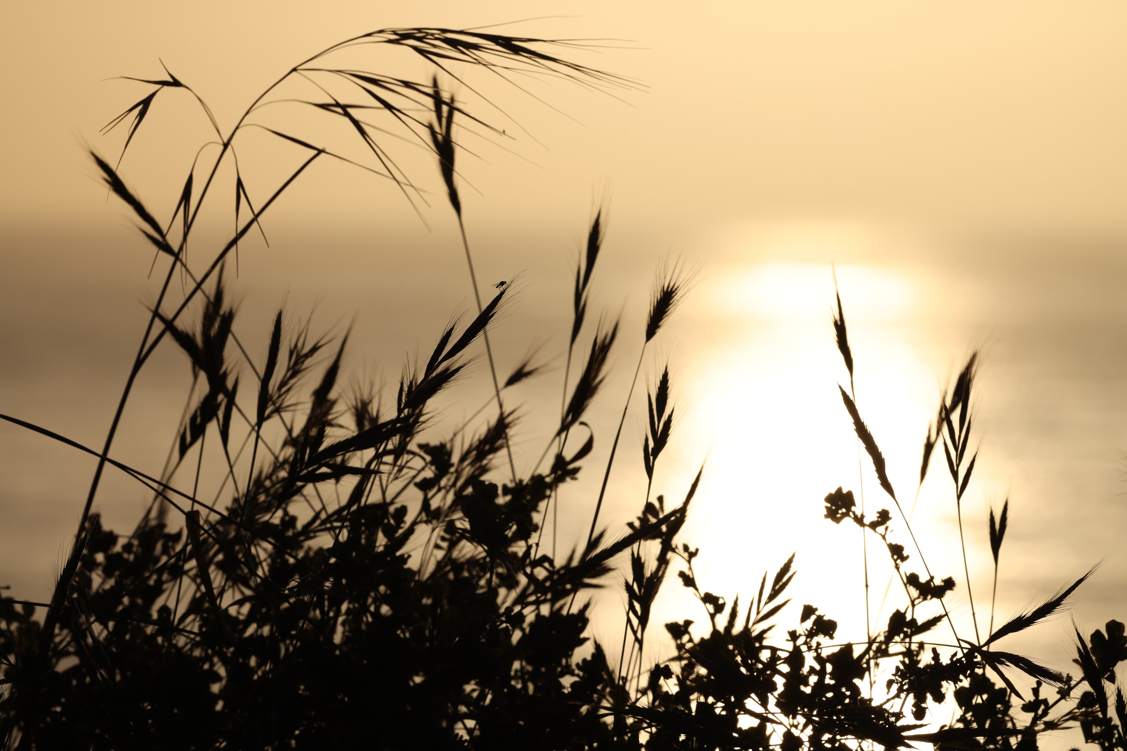 Coastal grasses backlit by golden glowing sun