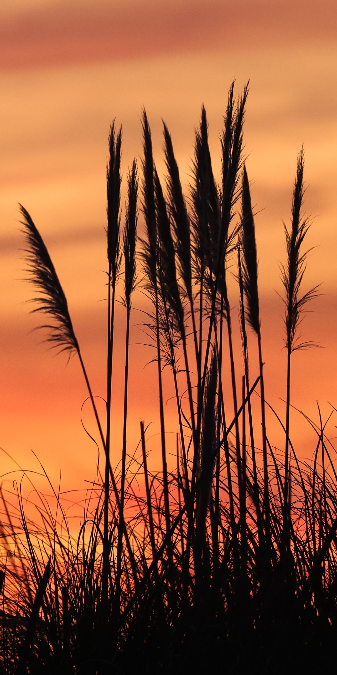 Tall sea grass silhouettes against warm orange dusk sky