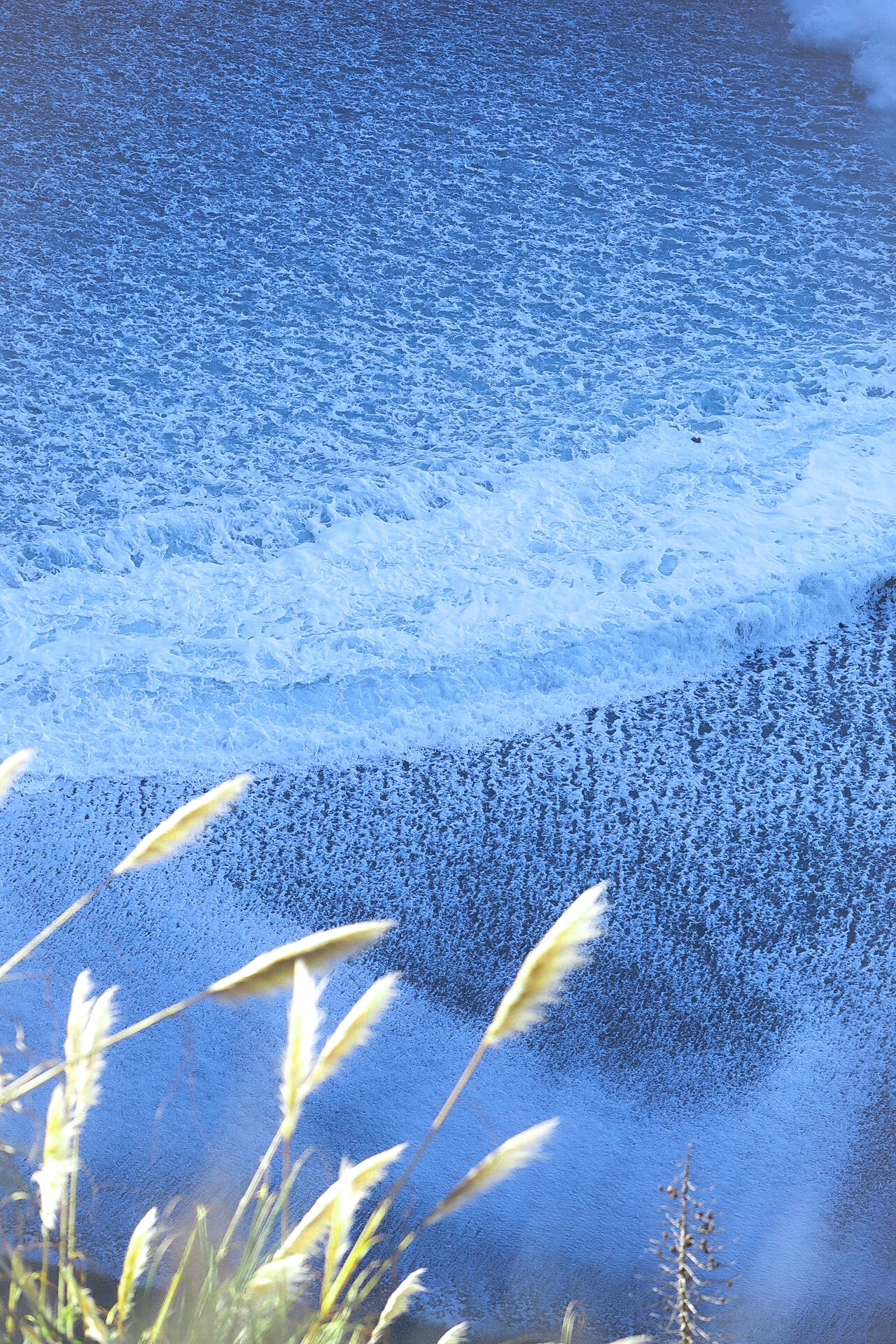 White pampas grass with crashing blue ocean surf below