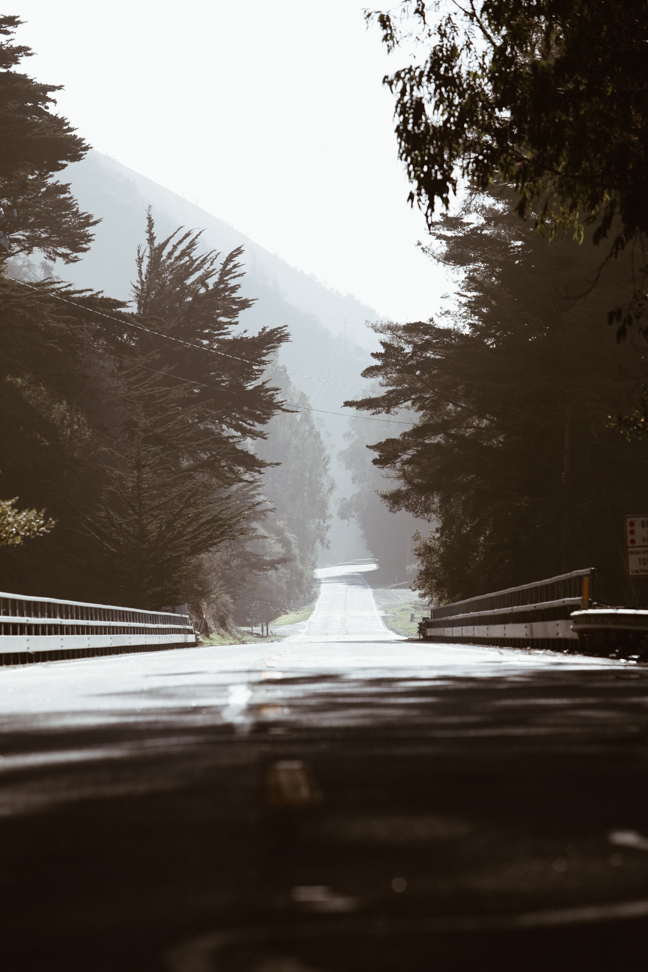 Misty coastal road lined with cypress trees disappearing into soft hazy light