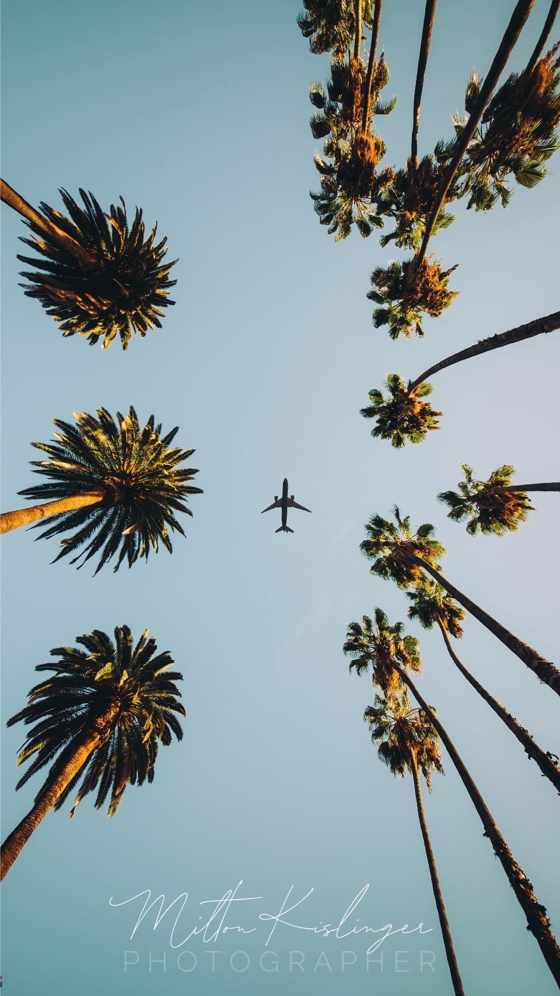 Looking straight up through golden palm trees framing a silhouetted airplane against pale blue sky