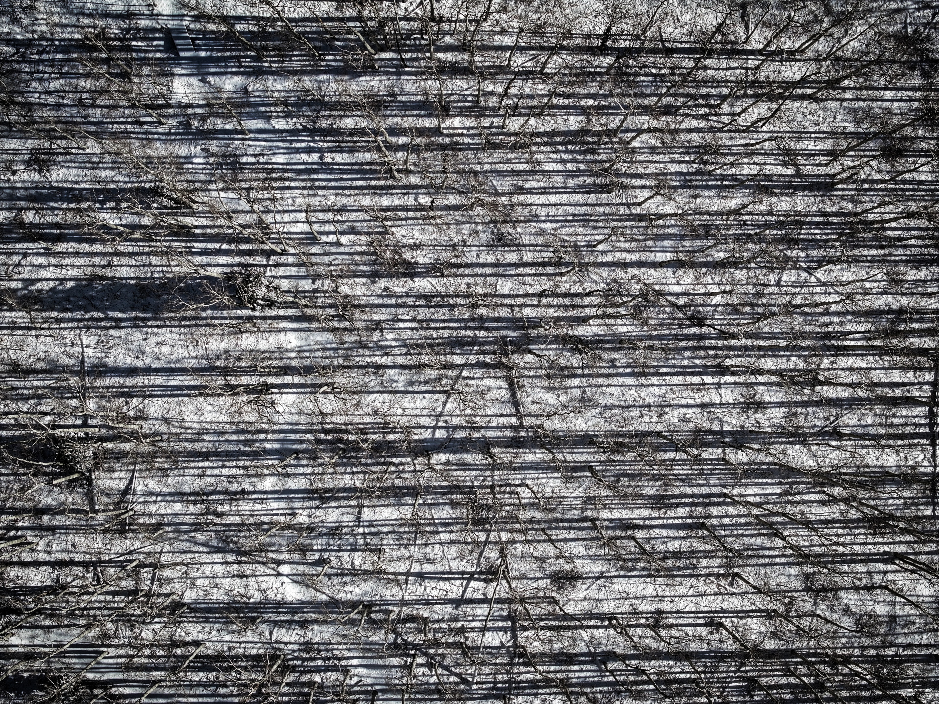Aerial top-down view of bare winter trees casting long parallel shadow lines across snow-covered ground