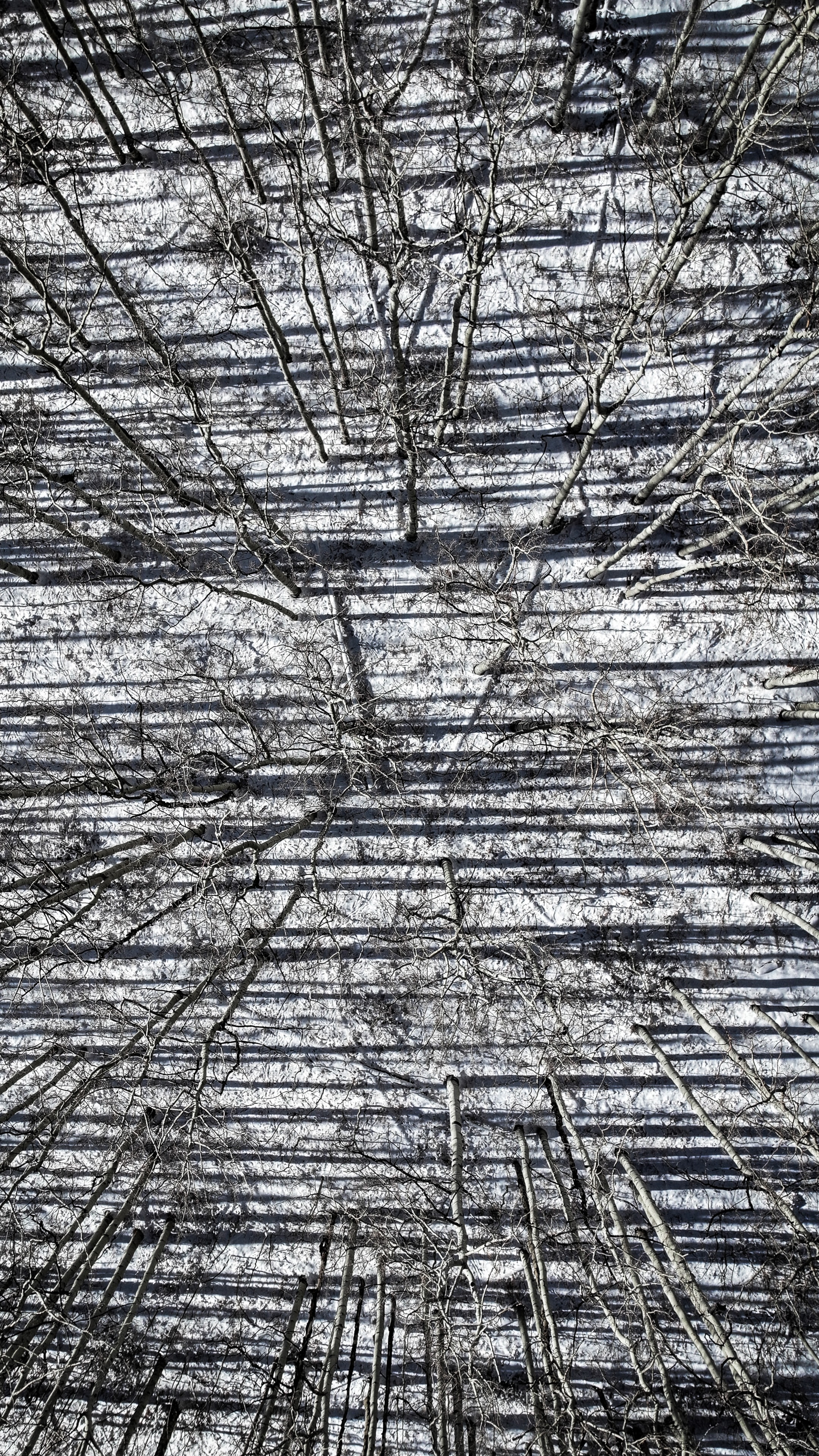 Winterland winter landscape
