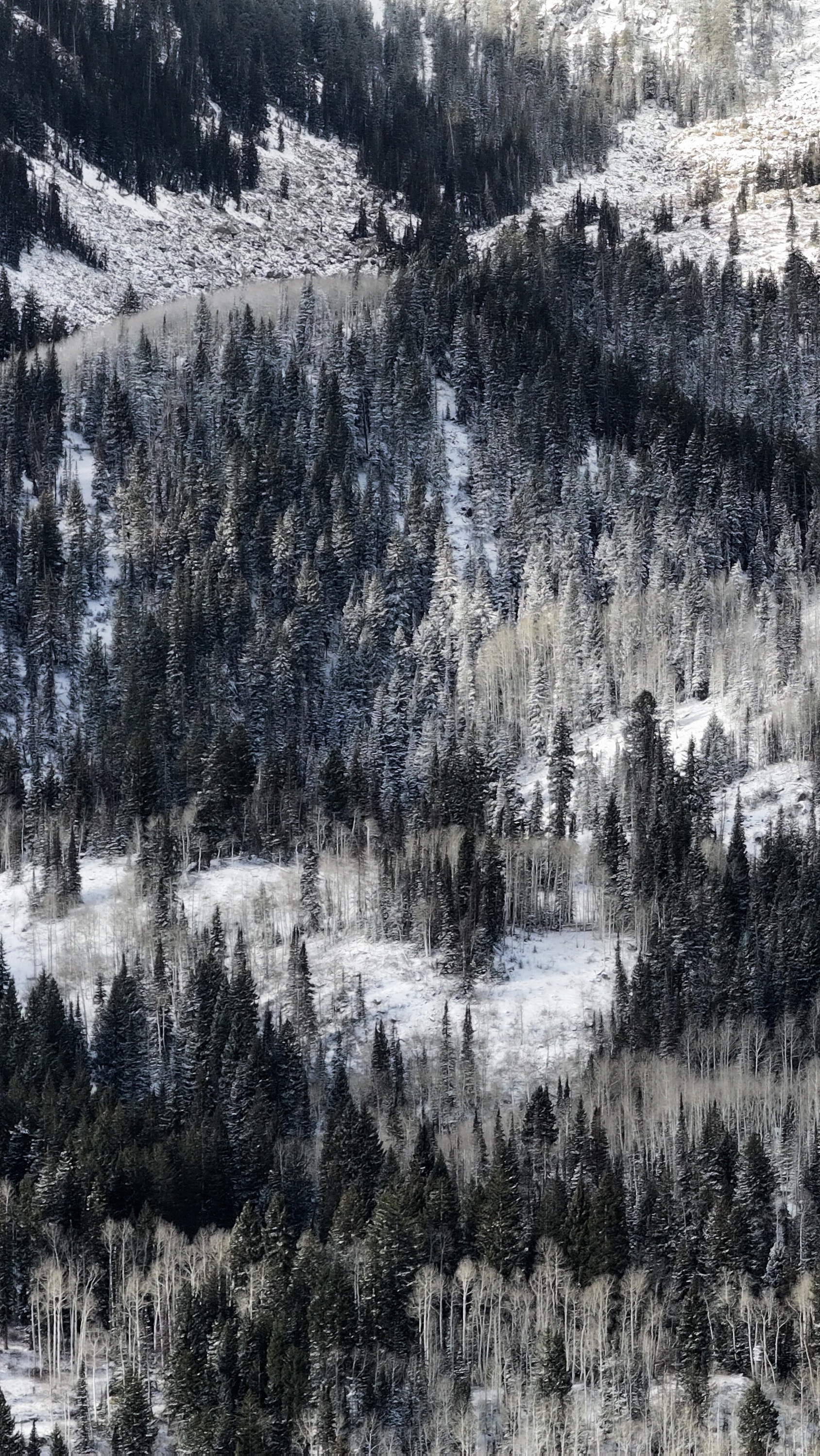 Snow-dusted mountainside densely covered with dark evergreen pines and bare white aspen trees in winter