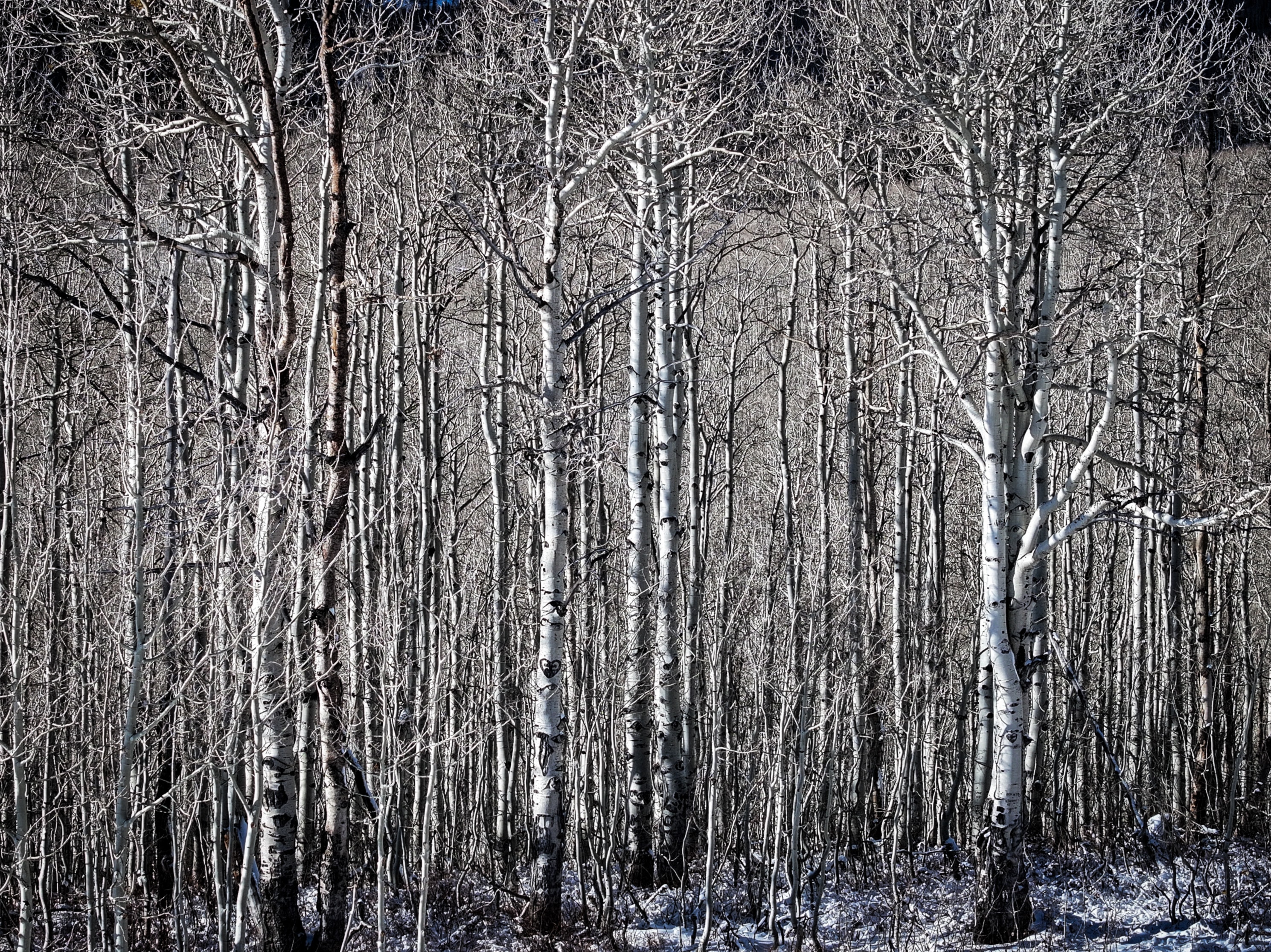Dense stand of bare white-barked aspen trees in winter with snow dusting the ground and intricate branch patterns against dark forest
