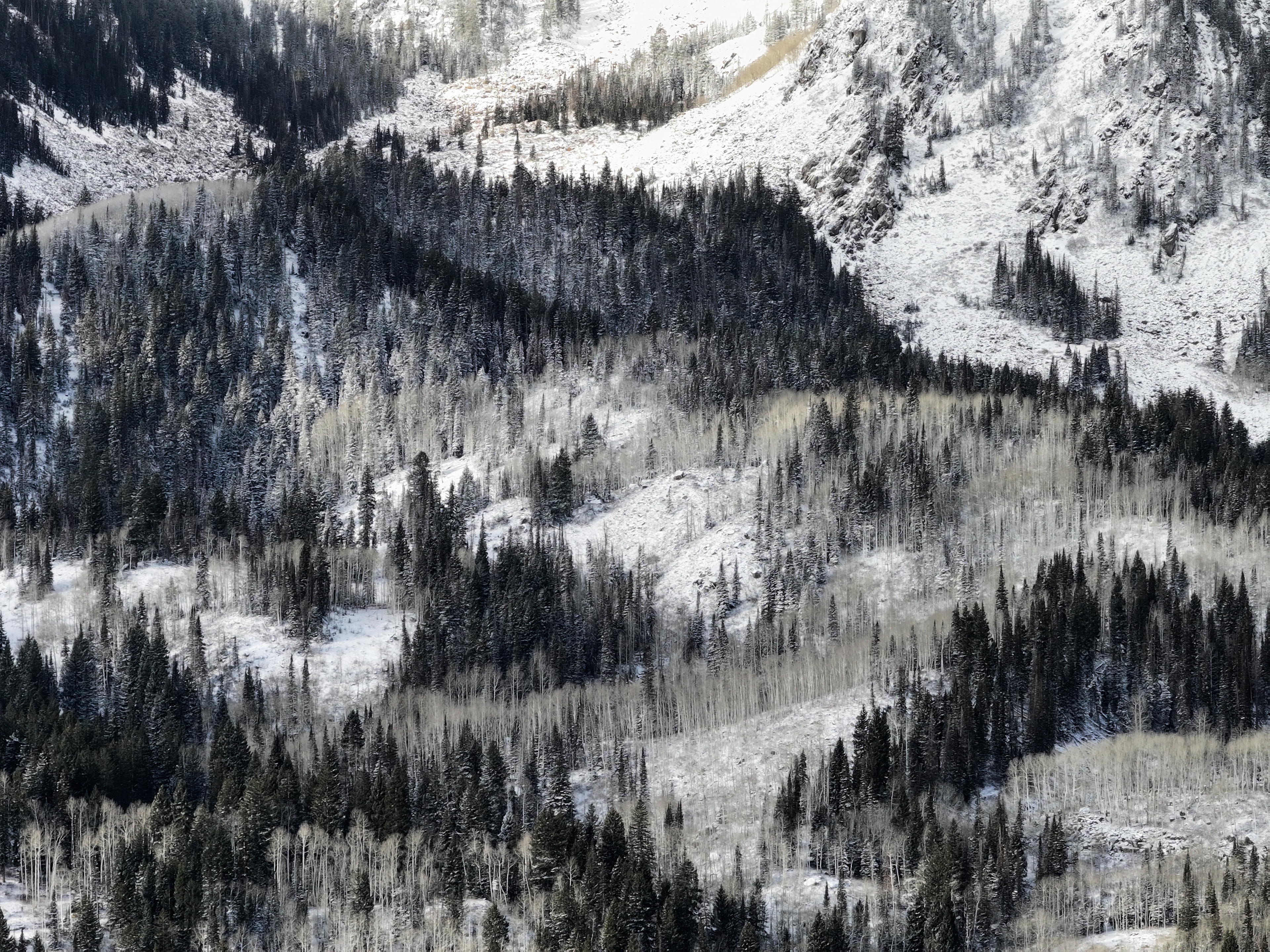 Sweeping mountainside tapestry of dark snow-dusted evergreen pines interwoven with pale bare aspen groves across a vast winter slope