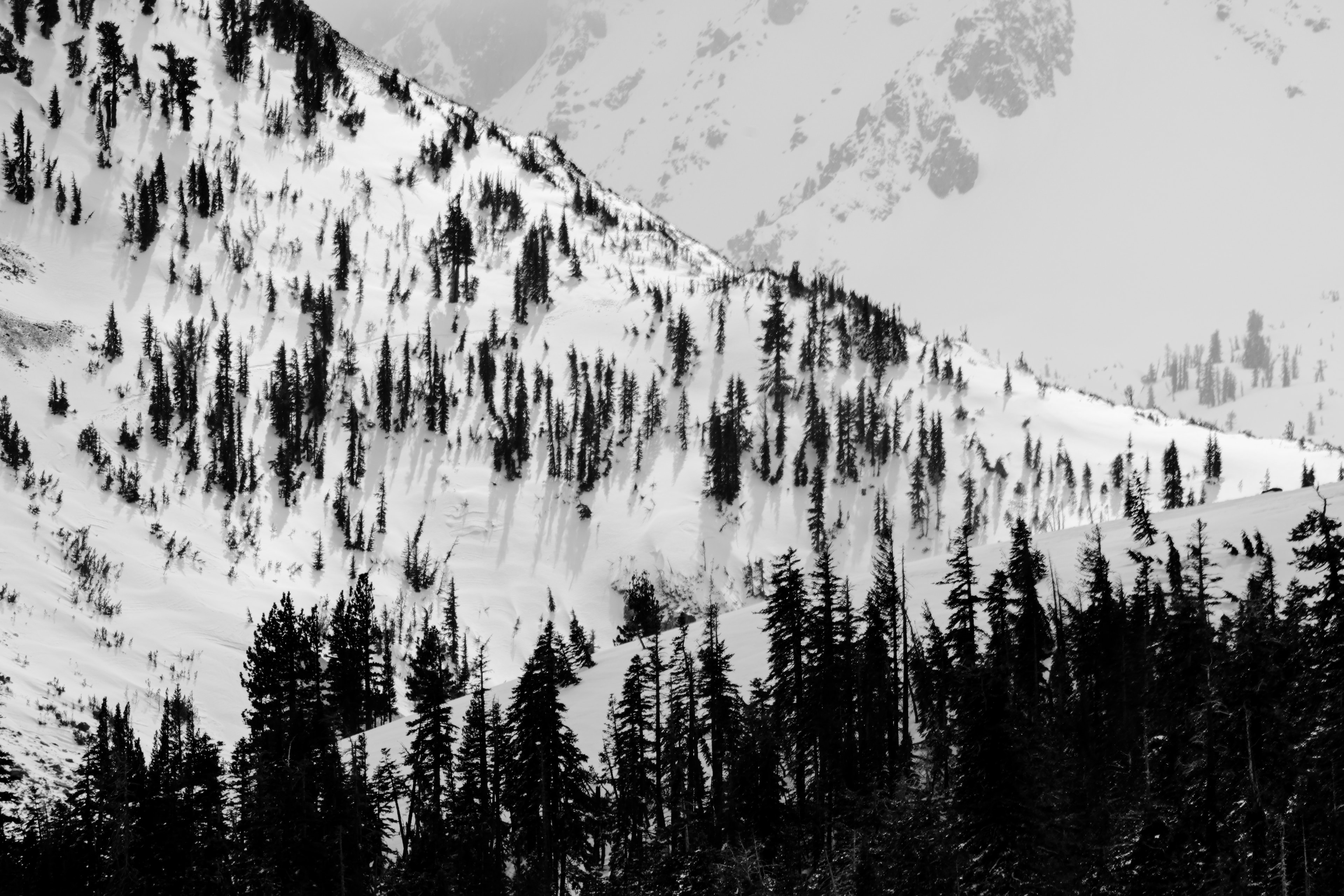 Black and white snow-covered mountain slope densely lined with dark evergreen trees