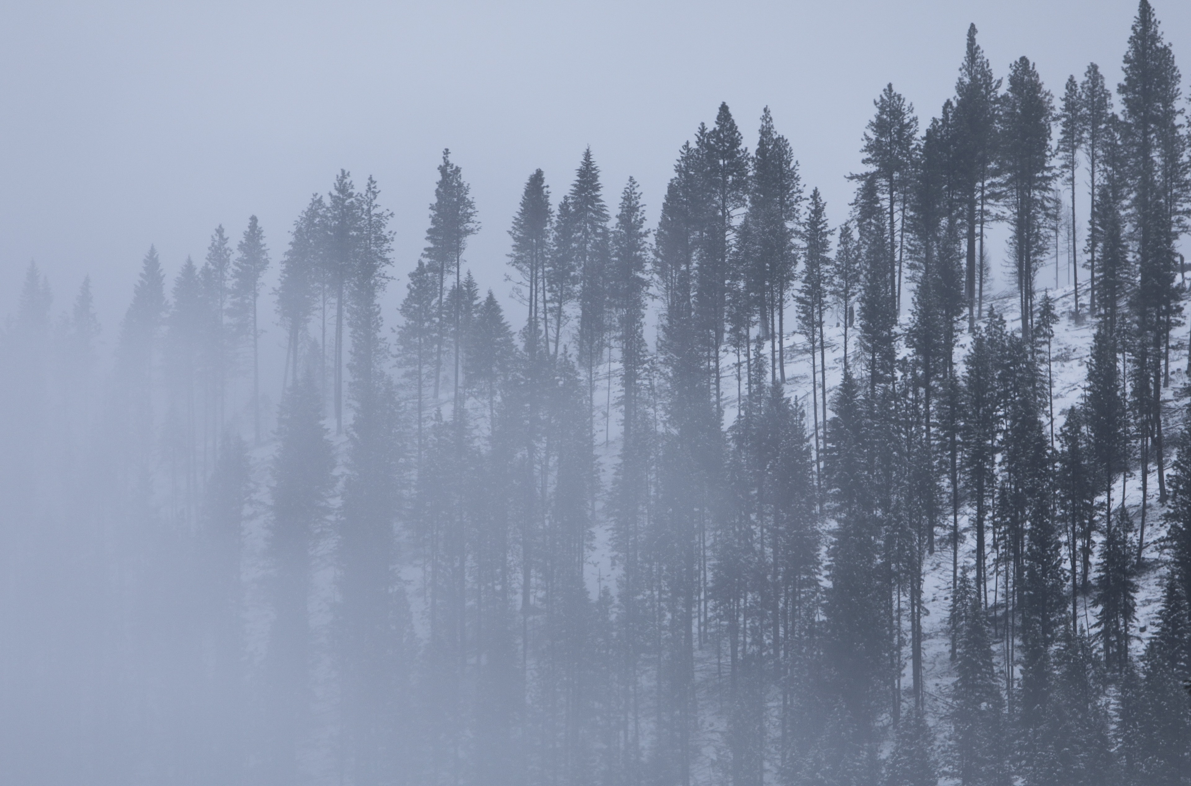 Tall slender pine trees fading into blue-grey winter mist on a snowy hillside