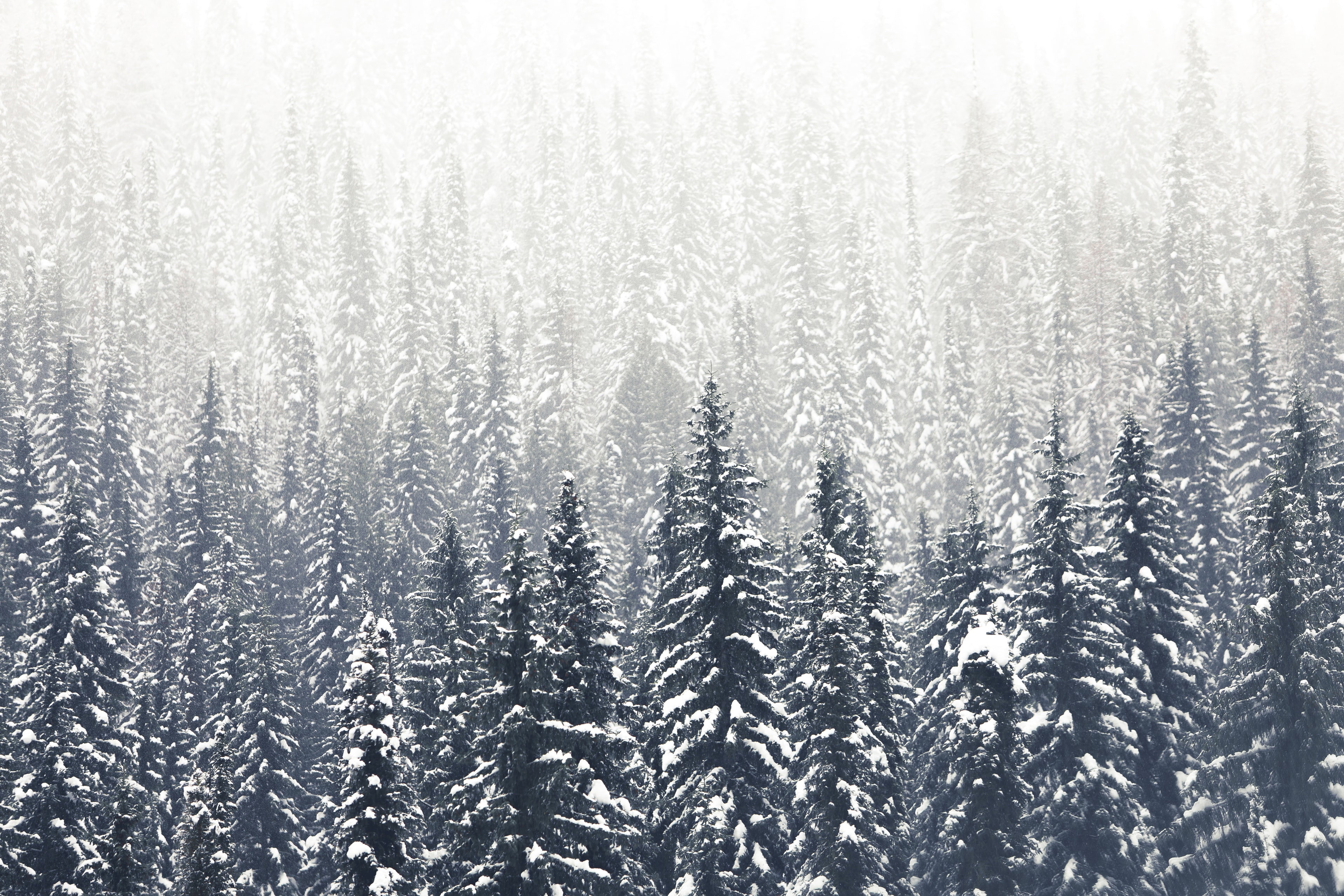 Dense snow-laden pine forest fading into bright white winter haze from above